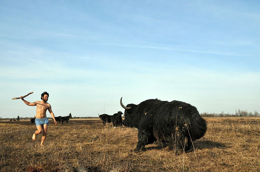 A man with a beard and a spear attacks male yak