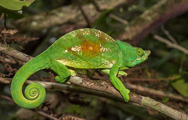 istock Colorful chameleon of Madagascar, very shallow focus 513111436