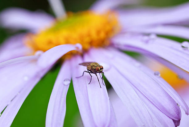 istock fly sits on a beautiful purple daisy 513111562