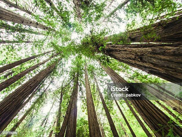 Muir Maderas California Estados Unidos Foto de stock y más banco de imágenes de Aire libre - Aire libre, Aventura, Bosque