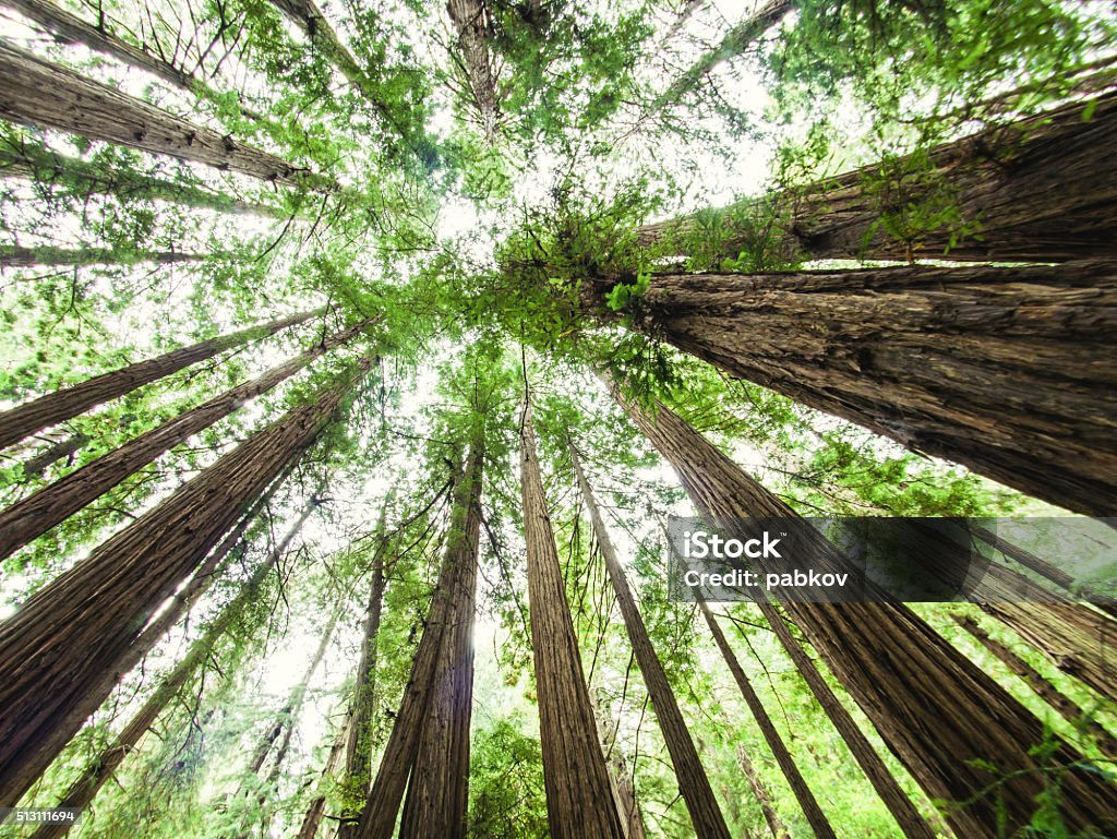 Muir Woods, California, USA Adventure Stock Photo