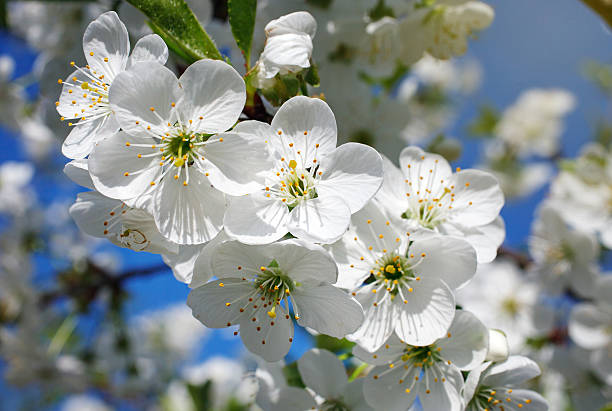 istock white flowers blooming on branch 513112196