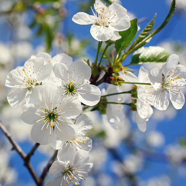 istock white flowers blooming on branch 513112222