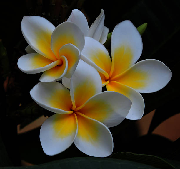 istock Yellow and White Frangipani Flowers 513112556