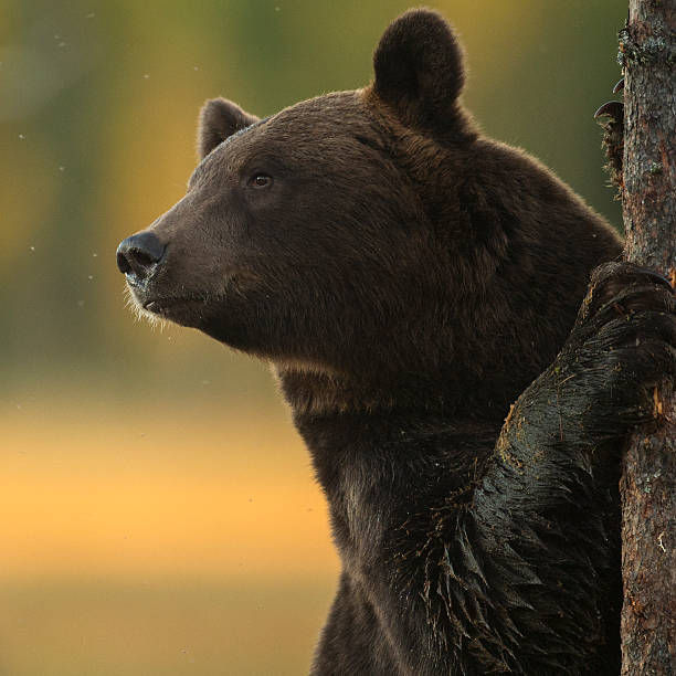 istock Portrait of a bear 513112732