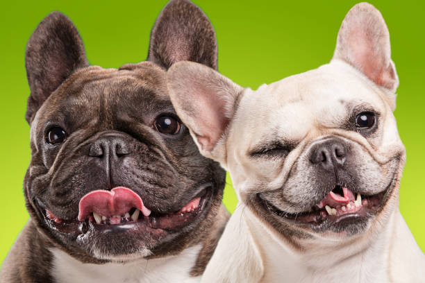 French bulldogs isolated over green background stock photo