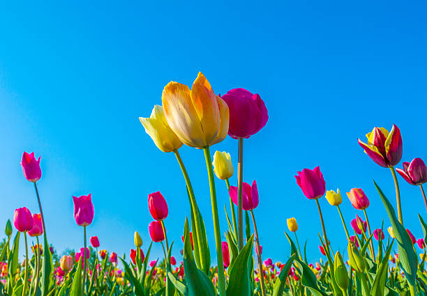istock field with blooming colorful tulips 513113874