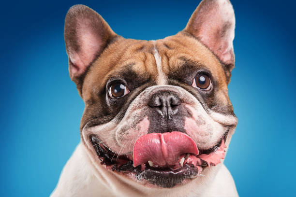 istock French bulldog isolated over blue background 513114314