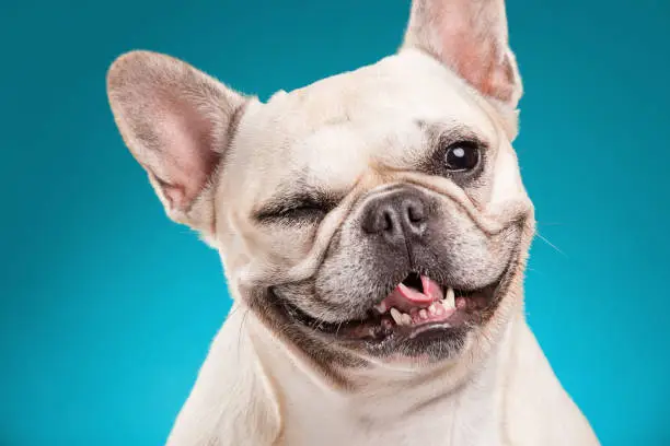 Photo of French bulldog isolated over blue background