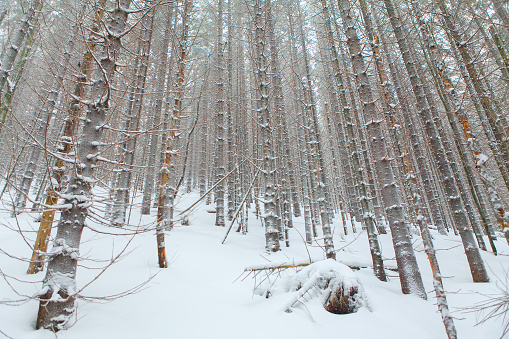 forest with big fir trees in the wintertime