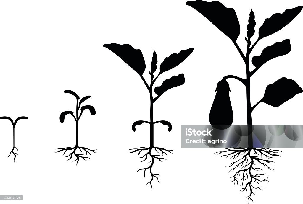 Set of silhouettes of eggplant plants Vector illustrations of Set of silhouettes of eggplant plants at different stages Root stock vector