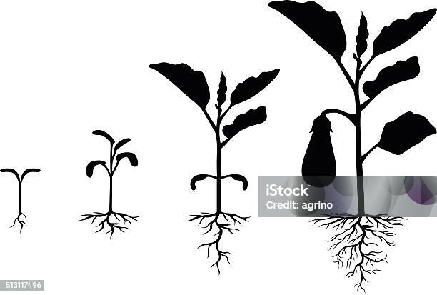 Set Of Silhouettes Of Eggplant Plants Stock Illustration - Download Image Now - Root, Eggplant, In Silhouette