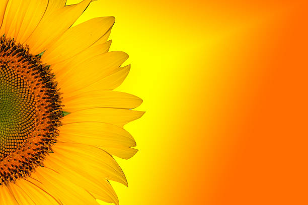 istock Sunflower Background for presentation/Sunflower Background/Sunflower 513117572