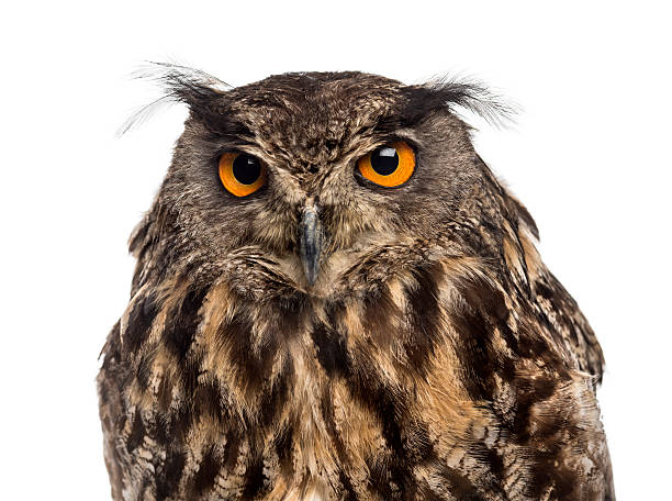 istock Close-up of an Eurasian eagle-owl (Bubo bubo) 513117928