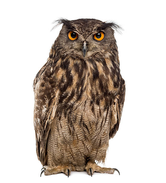 Eurasian eagle-owl (Bubo bubo) in front of a white background Eurasian eagle-owl (Bubo bubo) in front of a white background eurasian eagle owl stock pictures, royalty-free photos & images