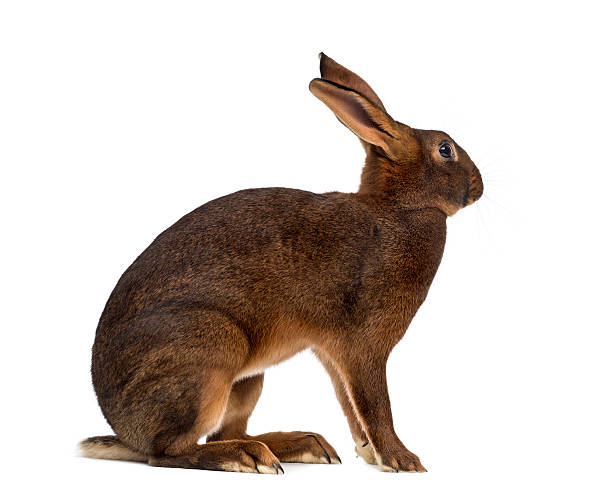 istock Belgian Hare in front of a white background 513119152
