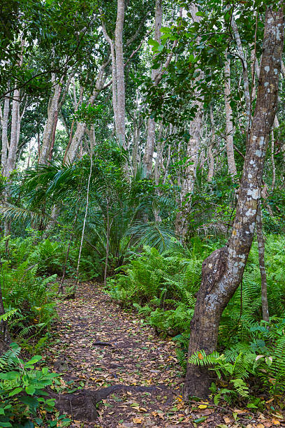 istock Jozani Forest, Zanzibar, Tanzania 513119280
