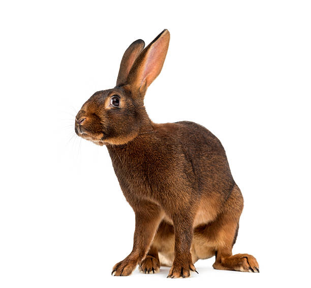 istock Belgian Hare in front of a white background 513119438