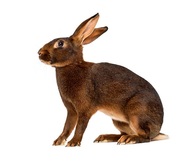 istock Belgian Hare in front of a white background 513119504