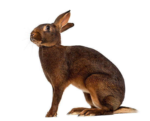 istock Belgian Hare in front of a white background 513119616