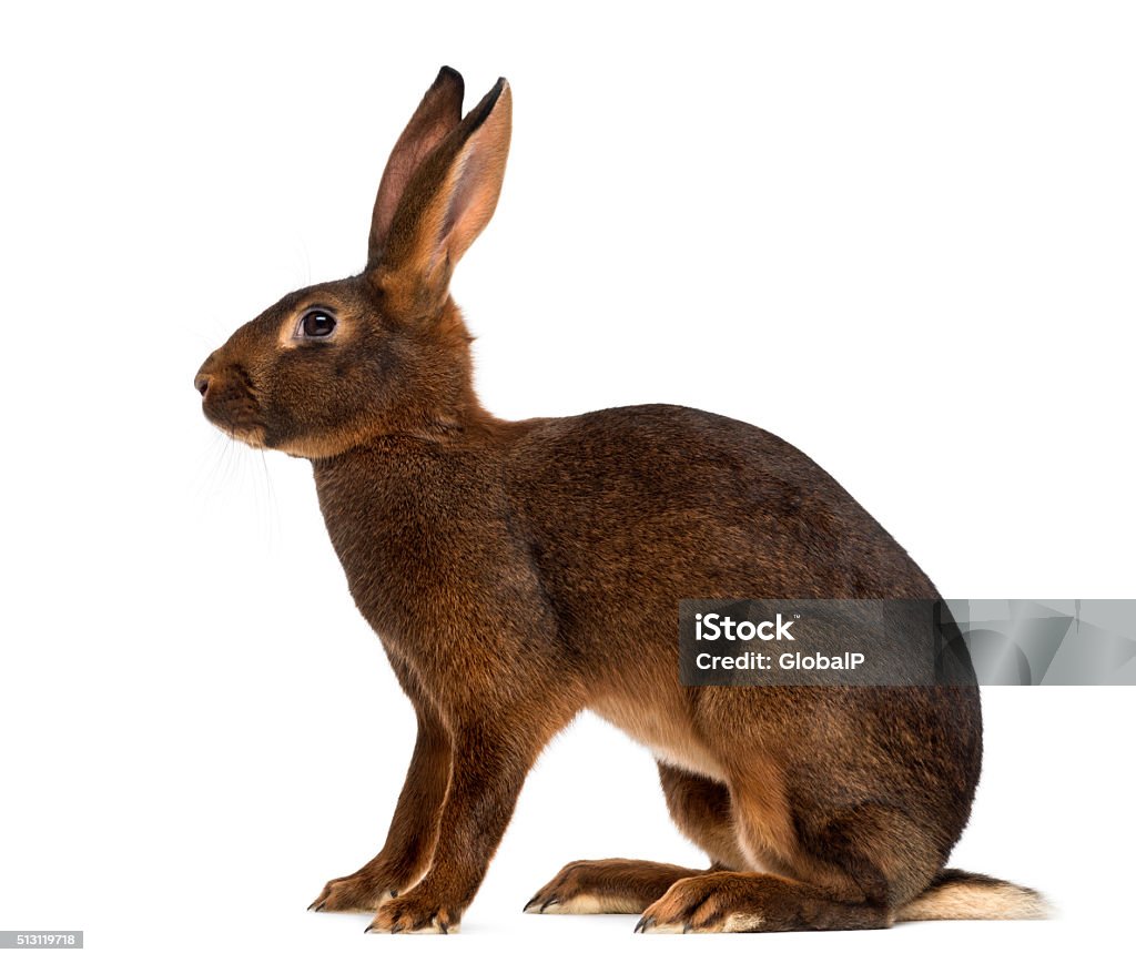 Belgian Hare in front of a white background Side View Stock Photo