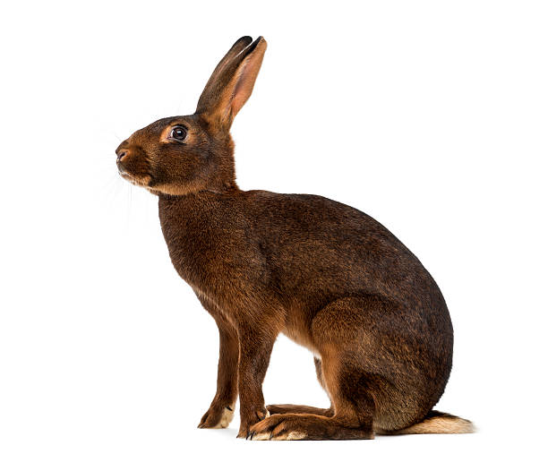 istock Belgian Hare in front of a white background 513119824
