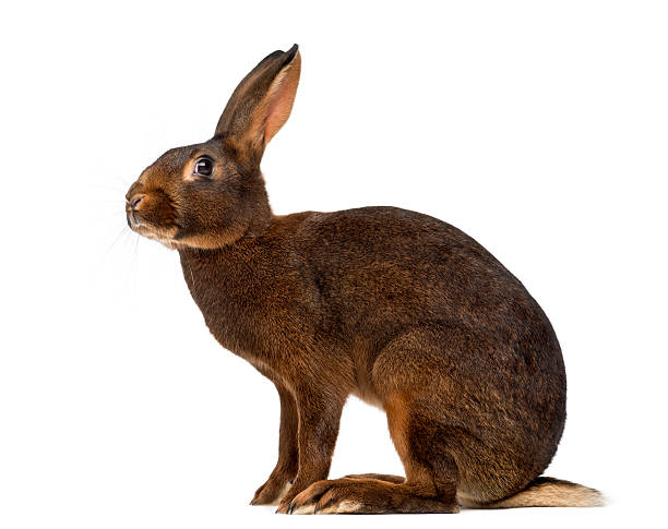 istock Belgian Hare in front of a white background 513119922