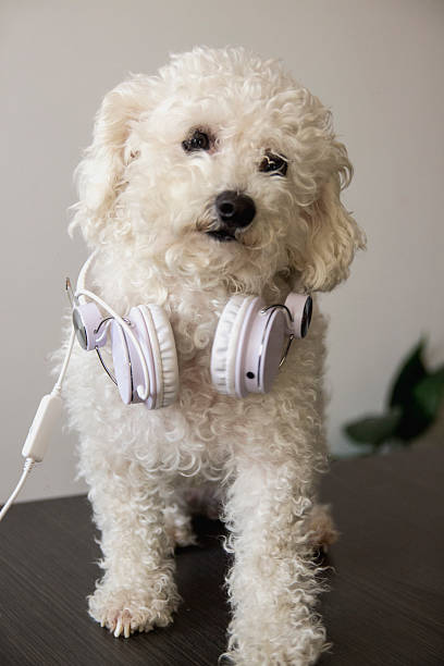 perro escuchar música - pampered pets audio fotografías e imágenes de stock