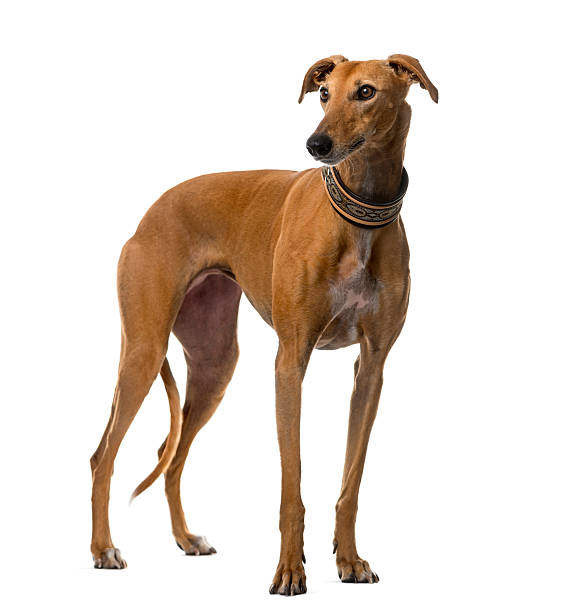 Spanish galgo (4 years old) Spanish galgo (4 years old) in front of a white background greyhound stock pictures, royalty-free photos & images