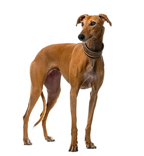Spanish galgo (4 years old) in front of a white background