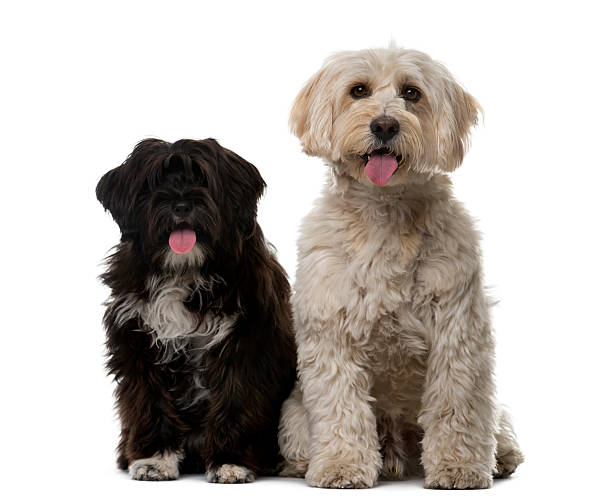 istock Tibetan Terrier and puppy in front of a white background 513120372