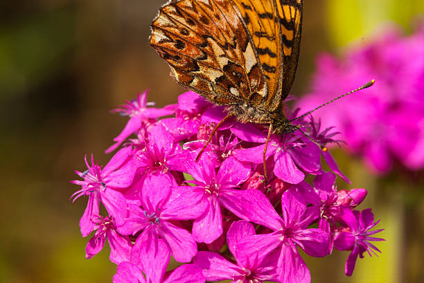 istock Argynnis aglaja (family: Nymphalidae). Common name: dark green fritillary 513120548