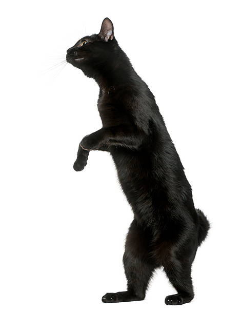 istock Black cat playing on his hind legs, isolated on white 513121010