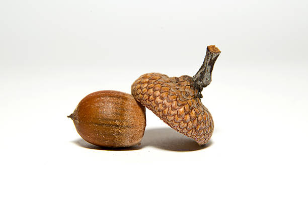 istock One  brown acorn  with hat on over white 513121326