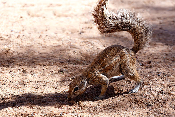 South African ground squirrel Xerus inauris South African ground squirrel Xerus inauris,with a raised tail eats food,Kalahari, South Africa african ground squirrel stock pictures, royalty-free photos & images