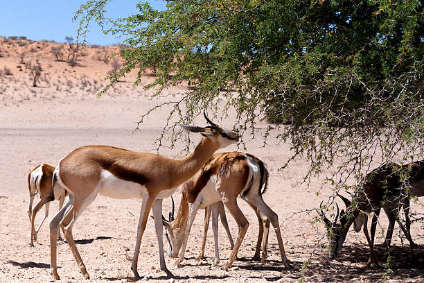 istock Springbok Antidorcas marsupialis in Kgalagadi 513121686