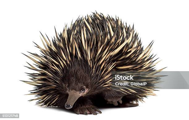Shortbeaked Echidna Isolated On White Stock Photo - Download Image Now - Echidna, Cut Out, Animal