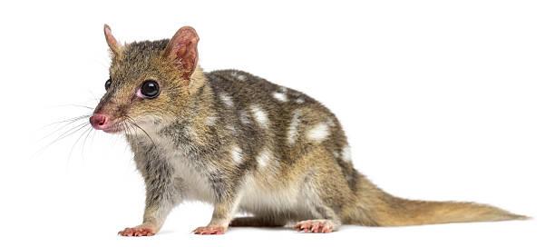 Quoll isolated on white Quoll isolated on white (4 years old) spotted quoll stock pictures, royalty-free photos & images