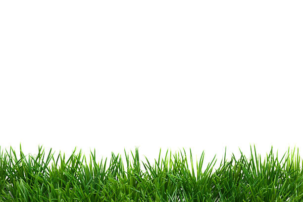 Easter Grass border, isolated on white stock photo