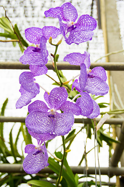 istock Bouquet of purple orchids.(Vanda) 513123244