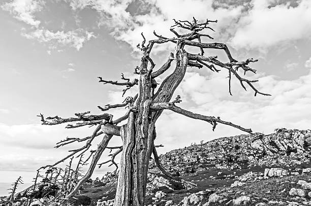 istock Pino Loricato tree in Calabria 513124020