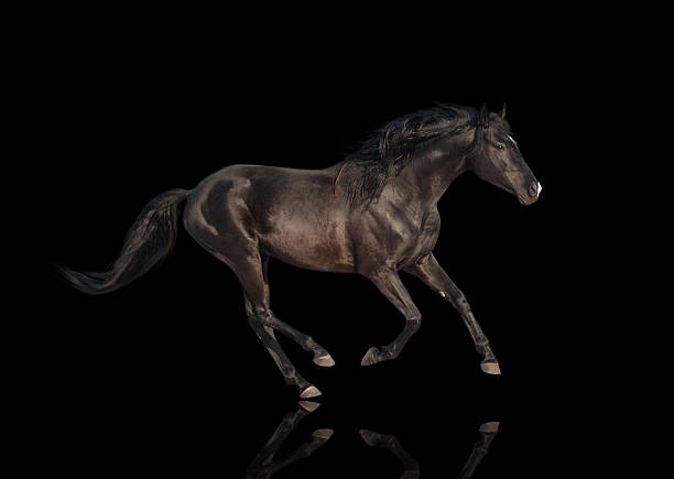 istock isolate of the black horse 513124160