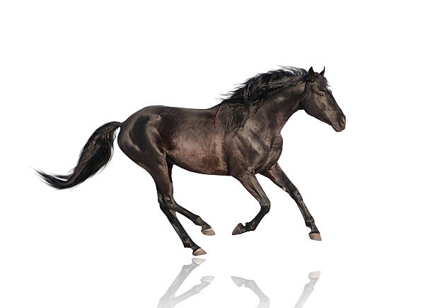 istock isolate of the black horse 513124256