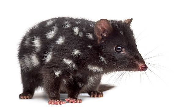 Quoll isolated on white Quoll isolated on white (3 years old) spotted quoll stock pictures, royalty-free photos & images