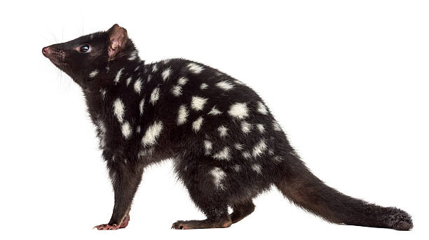 Profile of a Quoll isolated on white Profile of a Quoll isolated on white (3 years old) spotted quoll stock pictures, royalty-free photos & images