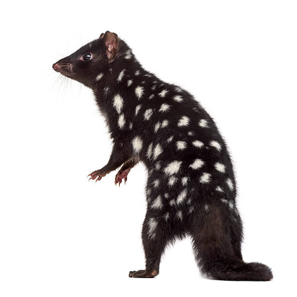 back view of a Quoll isolated on white back view of a Quoll on his hind legs, isolated on white (3 years old) spotted quoll stock pictures, royalty-free photos & images