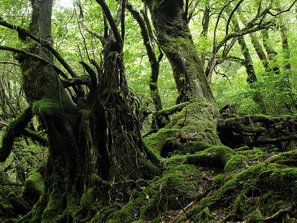 istock Forest of the moss 513125670
