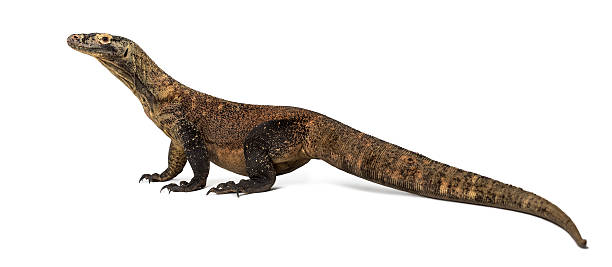 istock Profile of a Komodo Dragon isolated on white 513126552