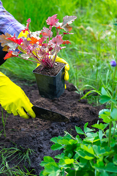 istock Planting in the garden 513128068