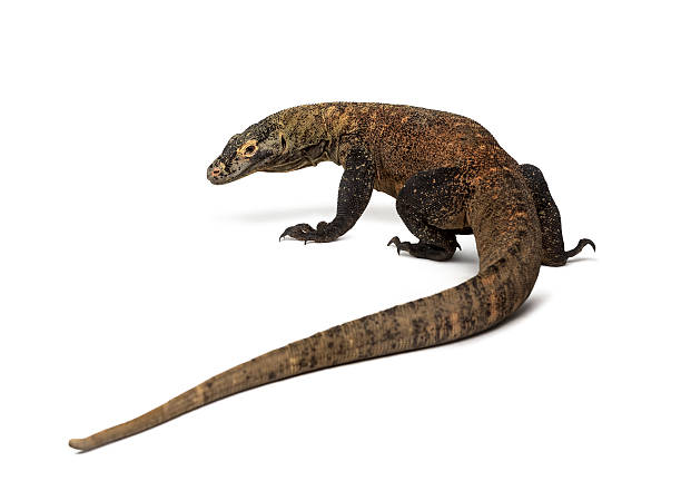 istock Rear view of a Komodo Dragon, isolated on white 513128704